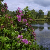 Rhododendron